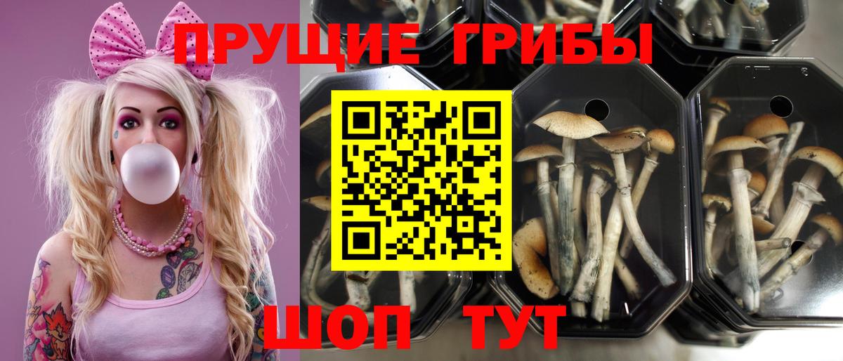 Псилоцибиновые грибы мухоморы  Вход с VPN  закладка  Новоуральск  Галлюциногенные грибы MAGIC MUSHROOMS 
